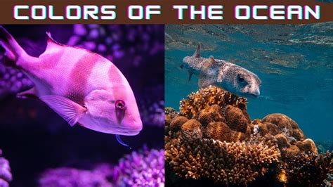 The Ocean 4ksea Creatures Youve Never Seen Before Youtube