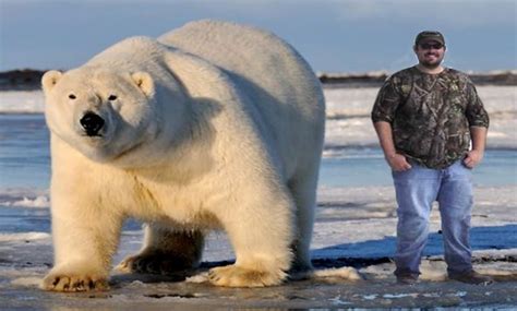 Largest Polar Bear On Record Biggest Polar Bear Ever Polar Bear Facts