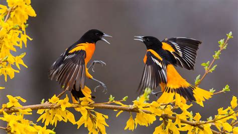 Yellow Black Birds With Open Mouth Are On Yellow Flowers Branch Hd