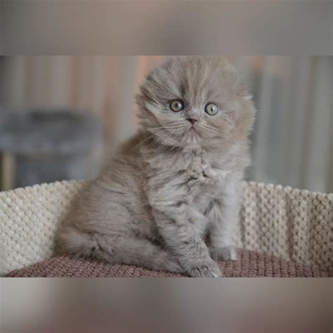 Lykym Scottish Fold Male Reserved 2350 Meowoff Kittens For Sale In Chicago