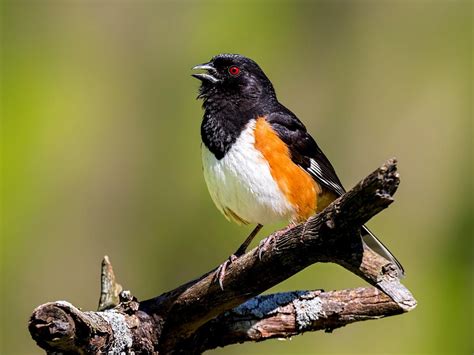 Female Eastern Towhees Male Vs Female Identification Birdfact