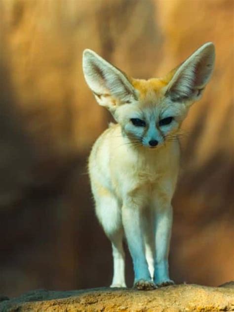 What Do Fennec Foxes Eat Az Animals