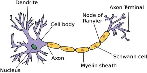 Maybe you would like to learn more about one of these? Nerve Tissue of Animal - QS Study