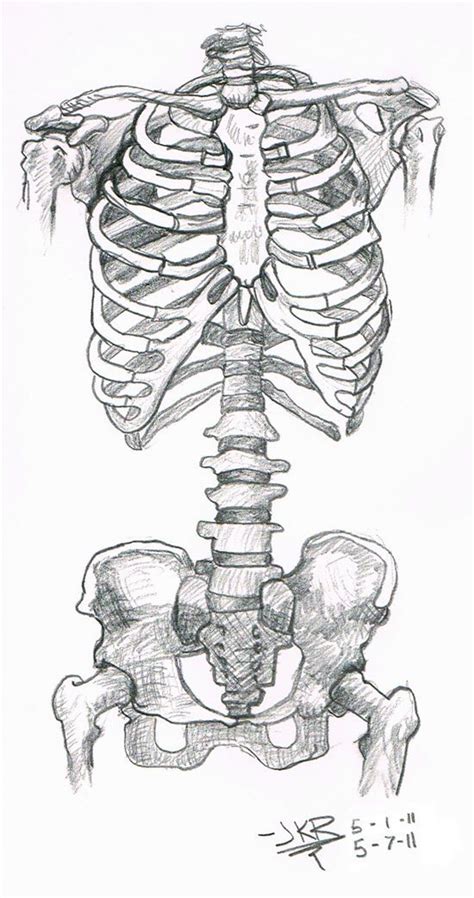 Anatomy Study Skeleton Torso By Jkriki On Deviantart Anatomy Art
