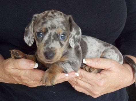Akc Registered Male Blue Dapple Miniature Dachshund Puppy Rare Color