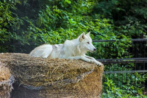 Beautiful White Wolf In Forest Stock Image Image Of Look Closeup