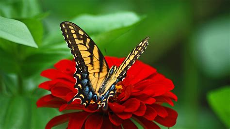 Yellow Black Butterfly On Red Flower In Green Blur Background Butterfly