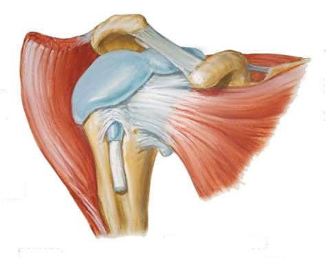 Shoulder Pain Anatomy Map Shoulder Blade Pain Potential Causes