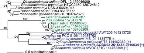 Figure 3 From Origin Of Saxitoxin Biosynthetic Genes In Cyanobacteria Semantic Scholar