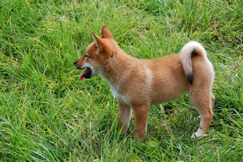 The Nihon Ken The Shikoku Pups