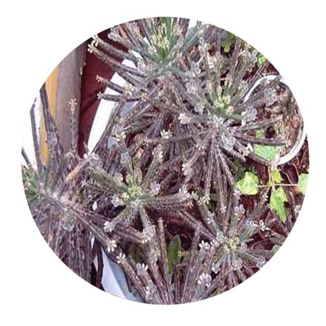 Dwarfgiantfarm 100pcs A Set Bryophyllum Delagoense Seed Proqgf