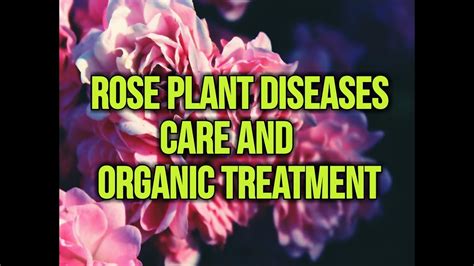 Rose Plant Disease Care And Treatment Youtube