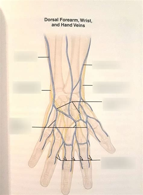 Dorsal Forearm Wrist And Hand Veins Diagram Quizlet
