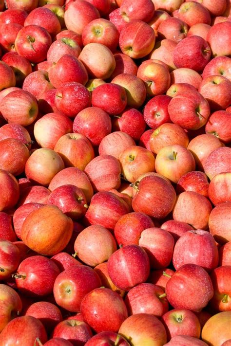 New Crop Of Red Gala Apples Stock Image Image Of Fresh Tasty 16112329