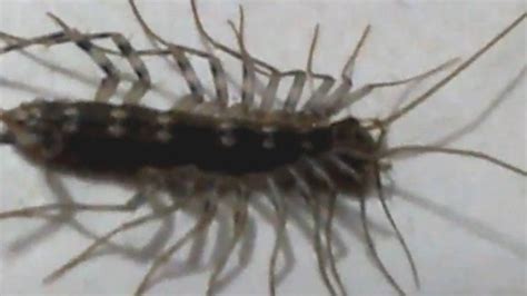 About 926,400 different species have been described. Loathsome Insect Scutigera Coleoptrata in my House - YouTube