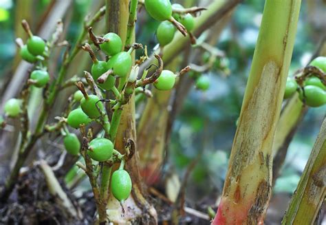 How To Grow A Cardamom Plant