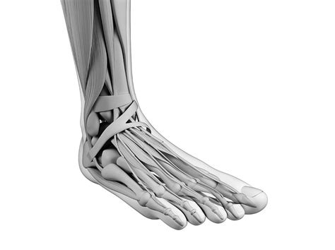 Human Foot Anatomy Photograph By Sebastian Kaulitzki Pixels