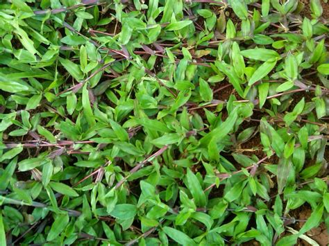Yang menawarkan kepada klien kami desain dan instalasi didaerah bogor, jawa barat. JUAL RUMPUT PAITAN | Rumput gajah biasa | JUAL TANAMAN ...