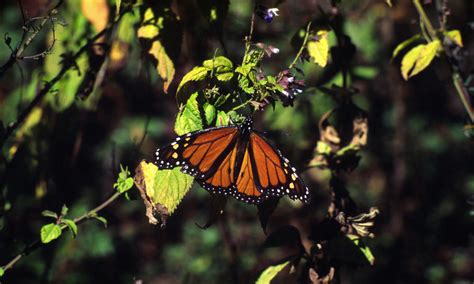 Monarch Butterfly Species Wwf