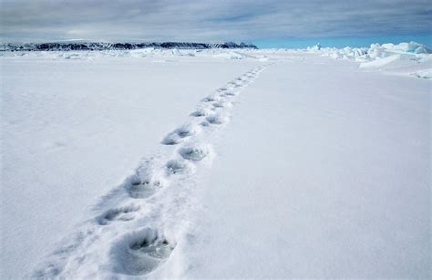 Polar Bear Tracks Photograph By Louise Murrayscience Photo Library