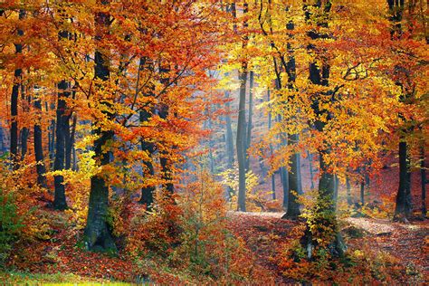 Free Images Tree Nature Light Leaf Autumn Season Leaves Woods Deciduous Woodland