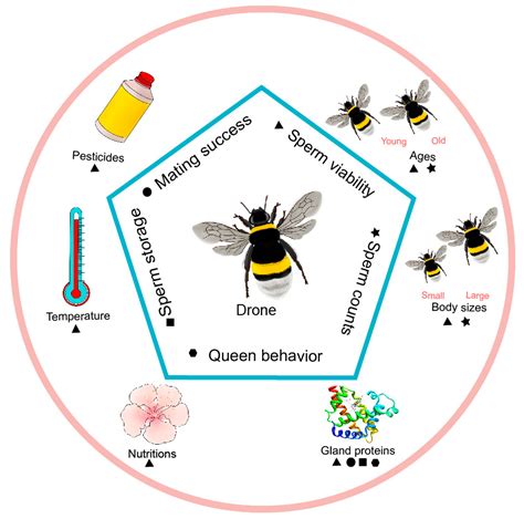 Insects Free Full Text Factors Influencing The Reproductive Ability Of Male Bees Current