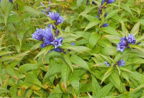 Health Benefits Of Gentian Properties And Uses