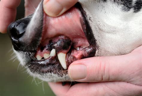 Dog Swollen Gums The Benefits Of Antibiotics And Dental Care 2024