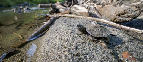 Baby Wood Turtles A 2019 Highlight The Orianne Society