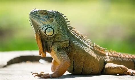 green iguana care guide diet cage size and facts everything reptiles