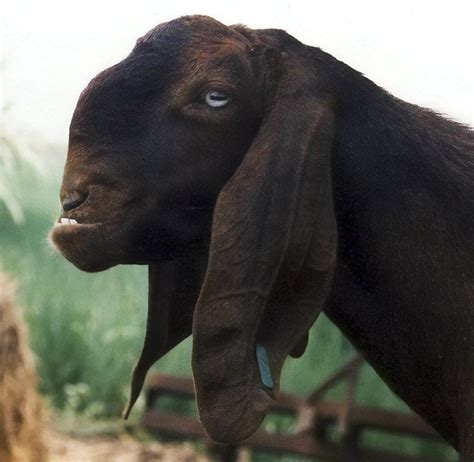 Worlds Ugliest Goats Look Super Cute Until They Grow Up