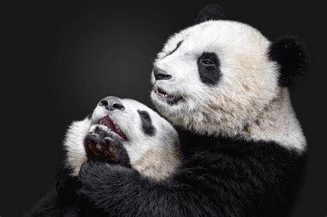 Pandas Populært Fototapet Photowall