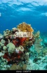 Unter Wasser abseits die Küste von Roatan Honduras - Karibik Languste ...