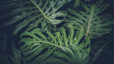 Find & download free graphic resources for plants. leaves, Green, Nature, Philodendron HD Wallpapers ...