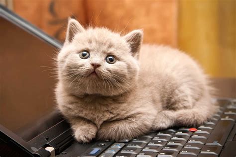 Also, here's a collection of 4k cat wallpapers. Cat Behavior: Things Your Cat Wants to Tell You | Reader's Digest