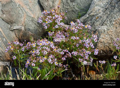 Sea Aster Aster Tripolium Blooming Germany Stock Photo Alamy