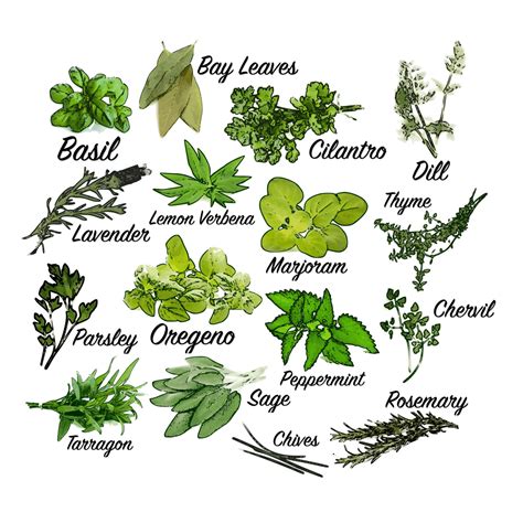 Clipart Bunch Of Herbs 20 Free Cliparts Download Images On Clipground