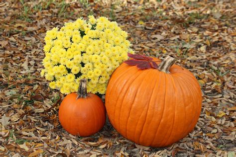 Pumpkins And Fall Flowers In Leaves Free Stock Photo Public Domain