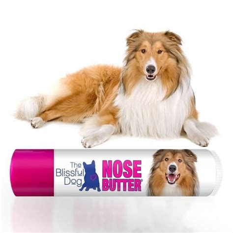 Collie Nose Butter Collie Beautiful Dogs Dog Nose
