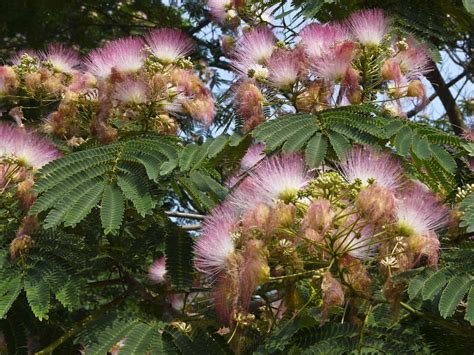 The Mimosa Tree Complete Guide The Tree Center™