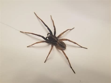 Oregon What Kind Of Wolf Spider Is This Ive Only Seen Pardosa