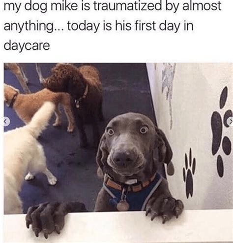 50 Funniest Dog Memes That Will Keep You Laughing For Hours Paw Paw Go