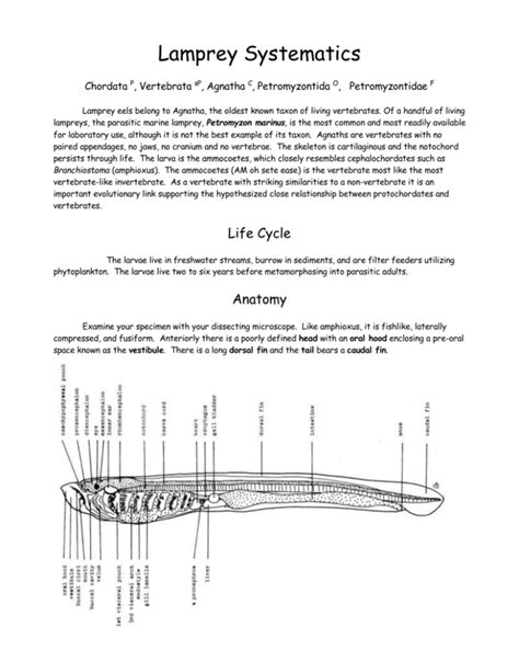 Lamprey Dissection