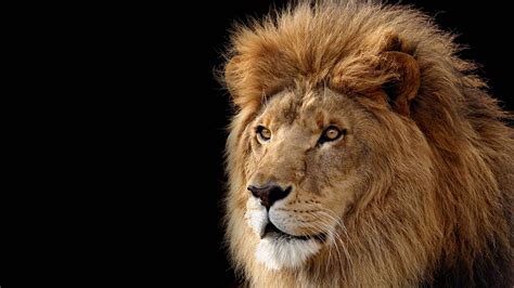 Majestic Lion Wallpapers Top Free Majestic Lion Backgrounds