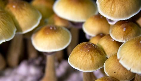 Understanding Magic Spores Of Mushroom Brightglobes