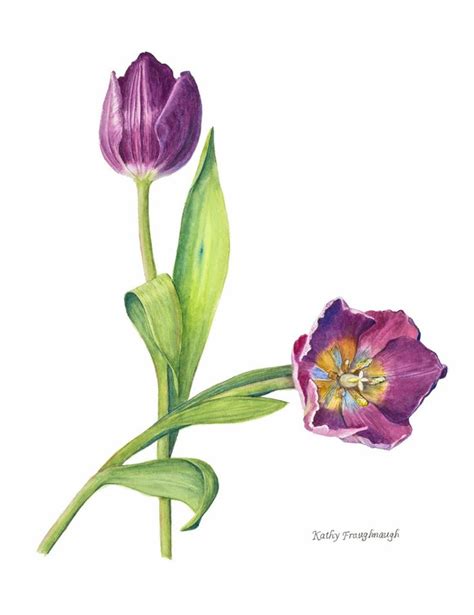 Tulips Are My Moms Favorite Flower Purple Tulip Botanical