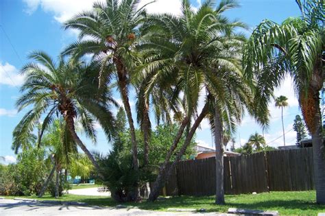Enjoy Seeing The Many Varieties Of Palm Trees Along The Gulf Coast Of