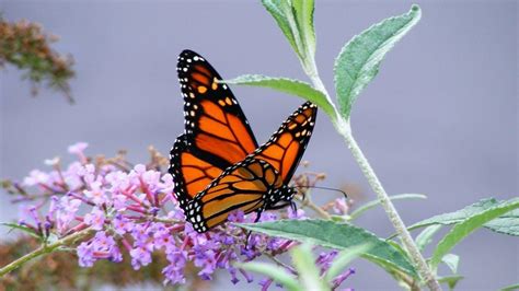 Monarch Butterfly Wallpaper
