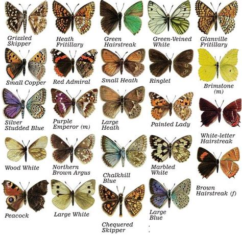 British Butterflies Butterfly Identification Butterfly Poster