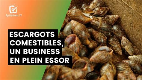 Bénin Escargots comestibles un business en plein essor YouTube